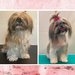 Stylish Pets - Salon infrumusetare canina